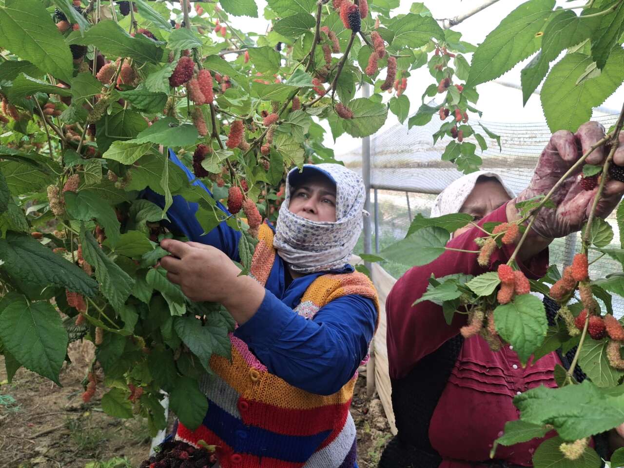 Hasat başladı, çoğunu Arap ülkeleri yiyecek 6
